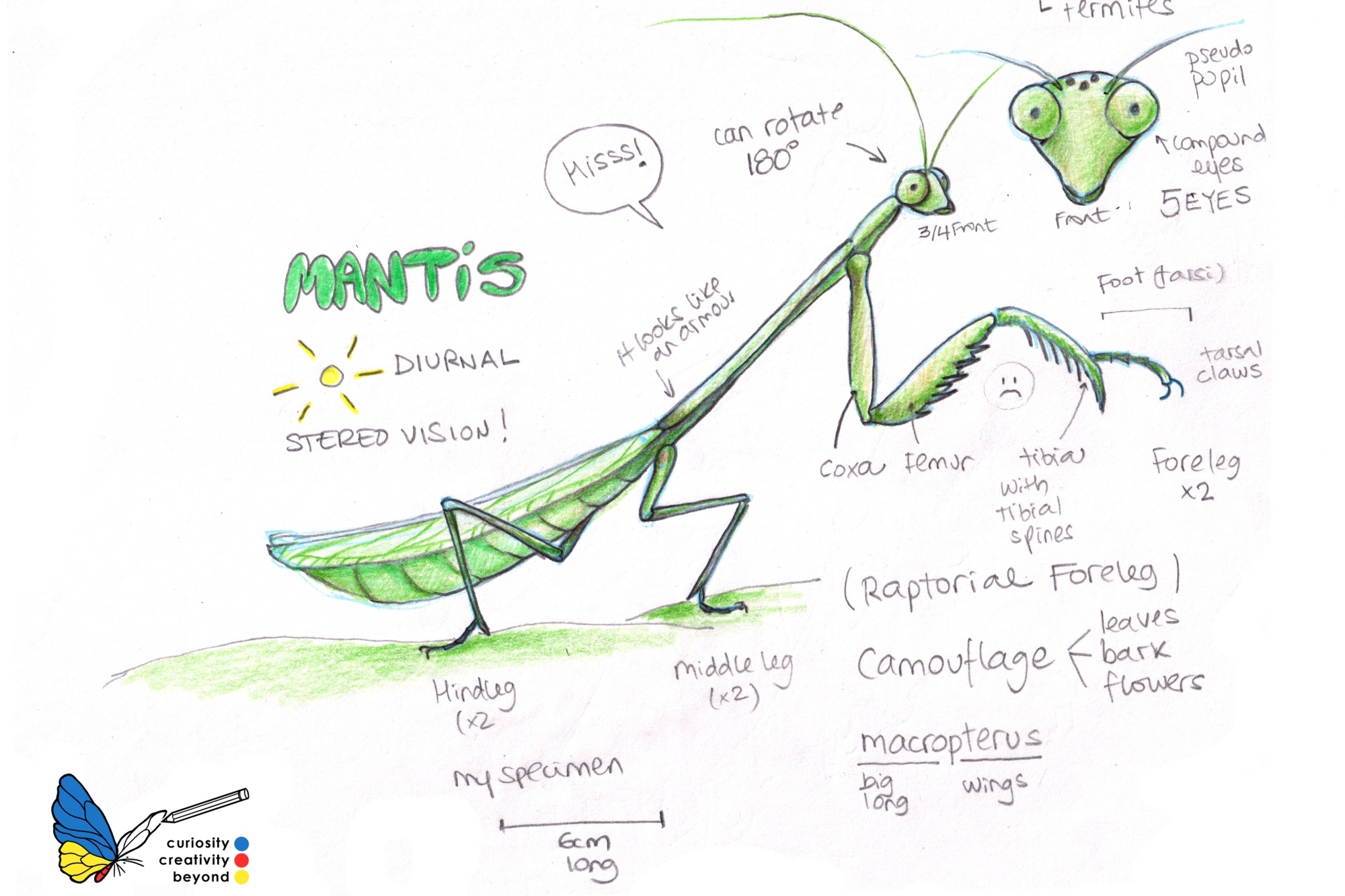 RCRG - Blog - Learn to Draw Insects with Bea Martin